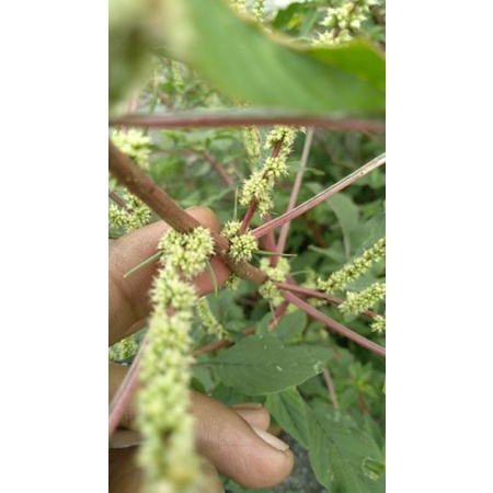 Bayam Duri Tangkai Merah Di Cabut Beserta Akar