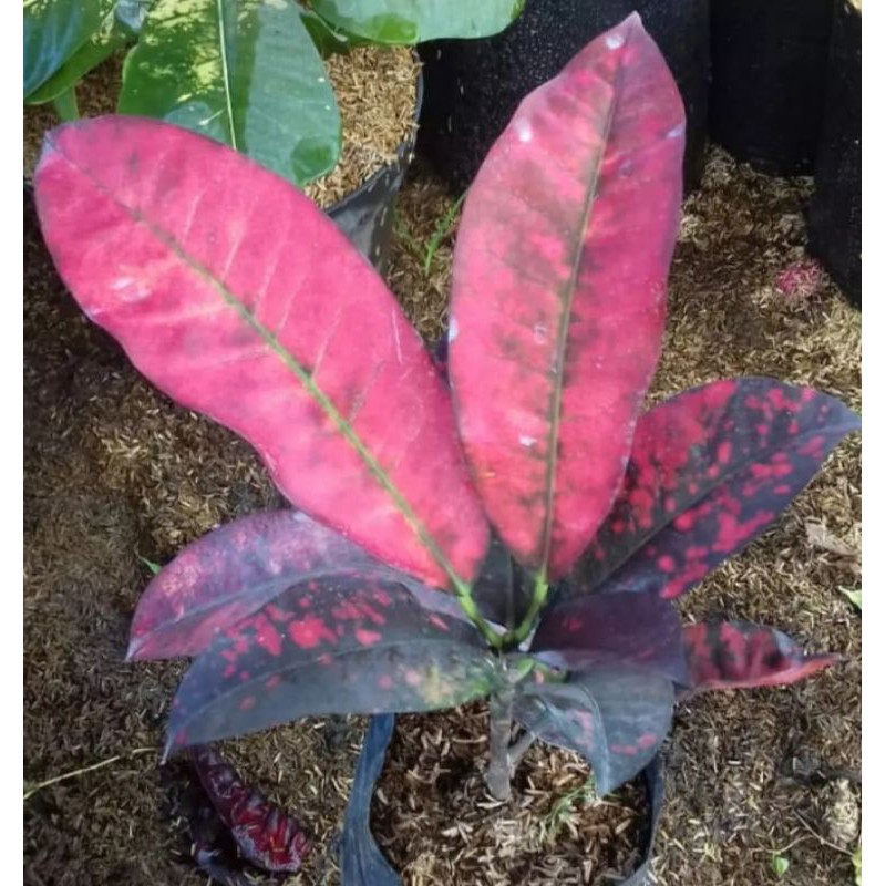 tananaman hias puring listip merah