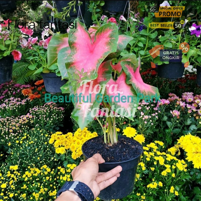 Tanaman Hias Keladi pink Caladium / pohon hias Keladi pink (Tanaman hias hidup indoor murah besar da