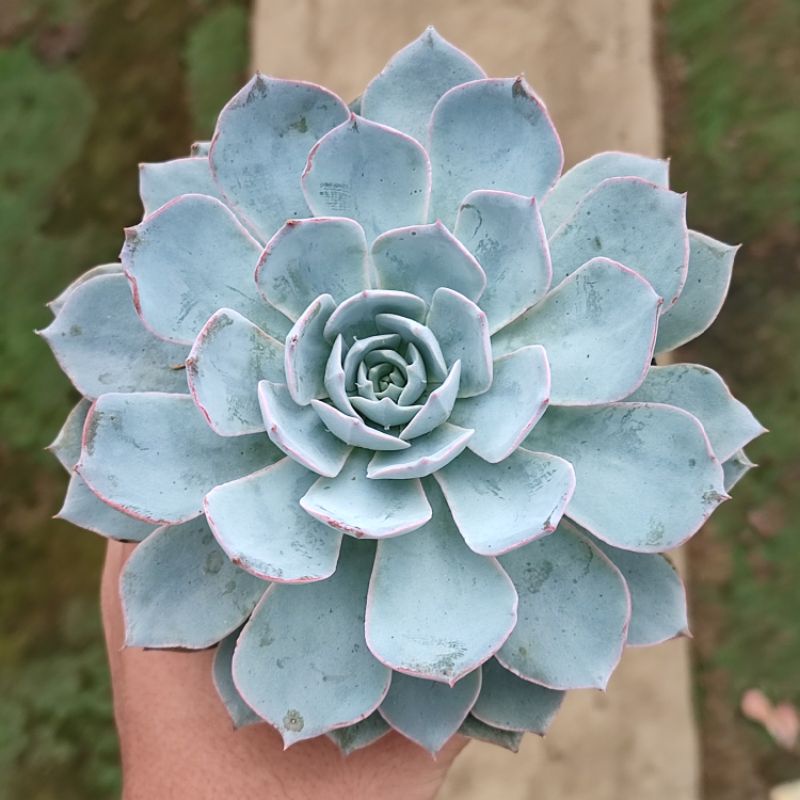 Sukulen Echeveria subsessilis subseilis import morning beauty