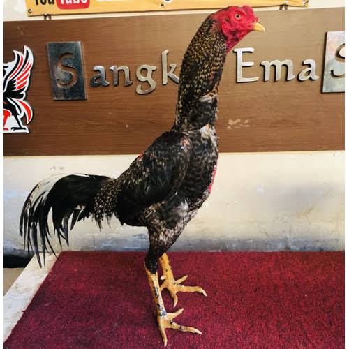 

TELUR AYAM BANGKOK BIRMA FULL BRAKOT FERTIL ASLI UNTUK TERNAK