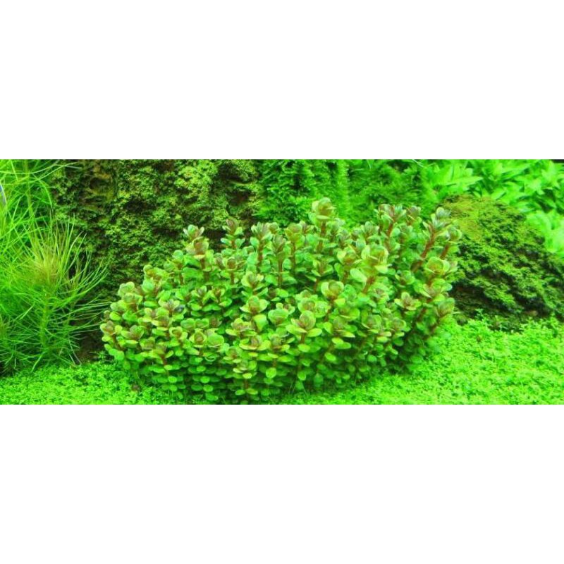 Rotala Bonsai ( Tanaman Aquascape )