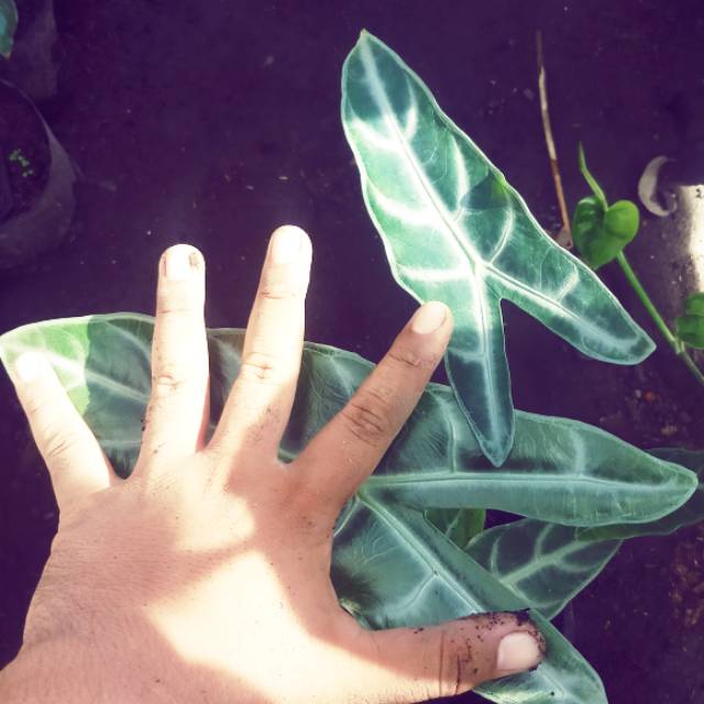 Telinga kelinci Tanaman Hias