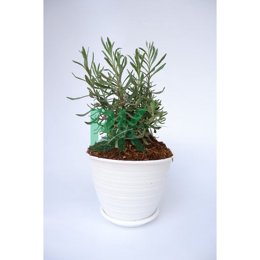 Tanaman Lavender Gold Creek (Lavandula afficinalis syn. L. angustifolia )sudah berupa tanaman - BAKUL KEMBANG