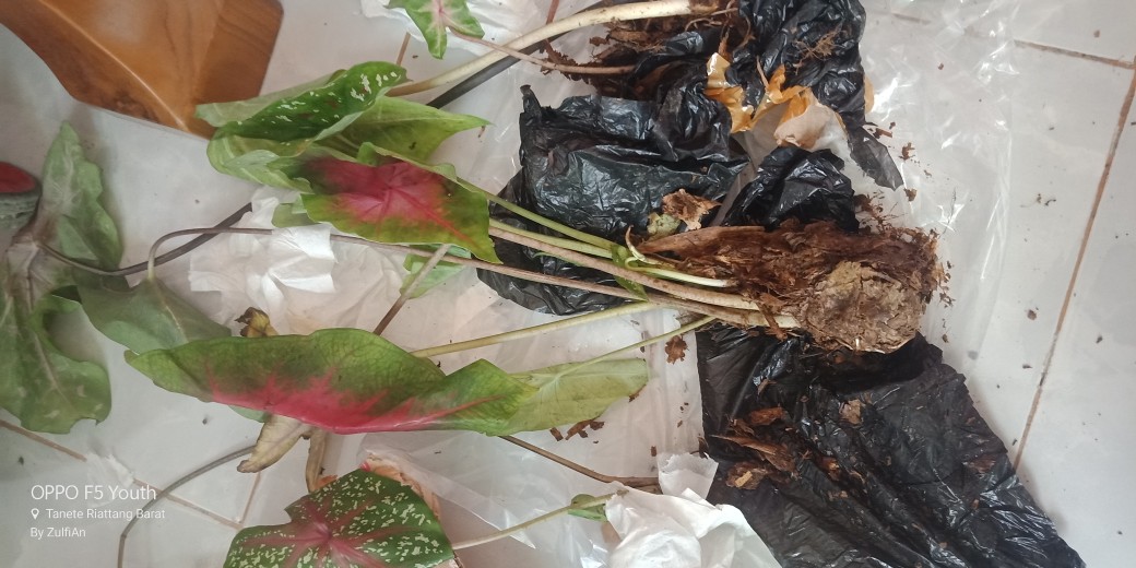 Tanaman Hias Tisu Wayang Cantik Tanaman Hias