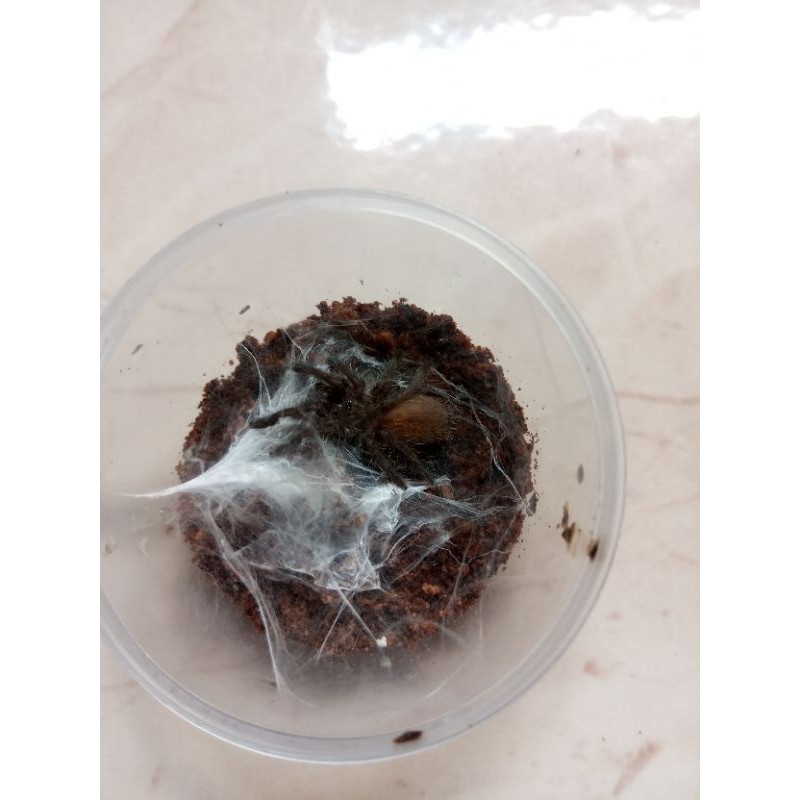 Kartu Orange Baboon Tarantula (OBT sling)