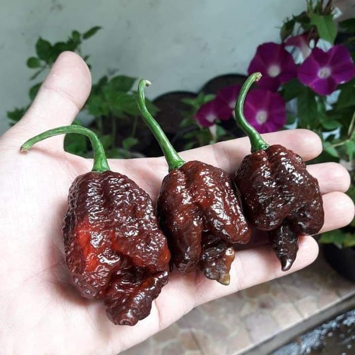 Benih Bibit Biji - Cabai Podzilla Chocolate Cokelat Pepper Seeds