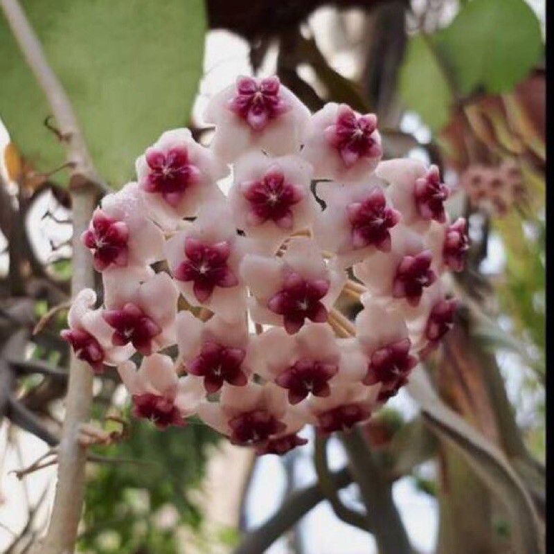 Hoya Diversifolia