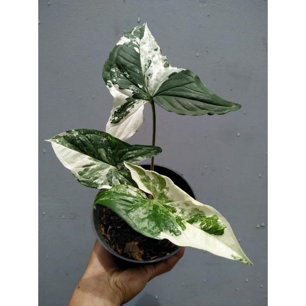 Syngonium podophyllum albo variegata / syngonium variegata putih