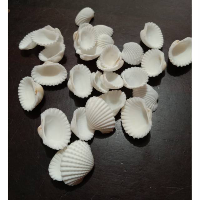 Cangkang Kerang Kipas | Kerang Bulu | Kerang Hias | Kerang dekor