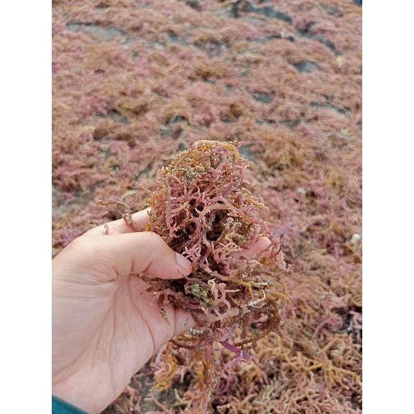 

RUMPUT LAUT KERING MERAH DAN COKELAT ( CAMPUR ) 1 KG