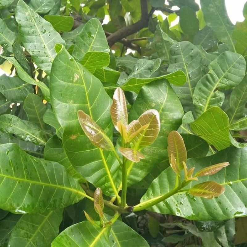 

Daun jambu monyet/mede Segar/100gram