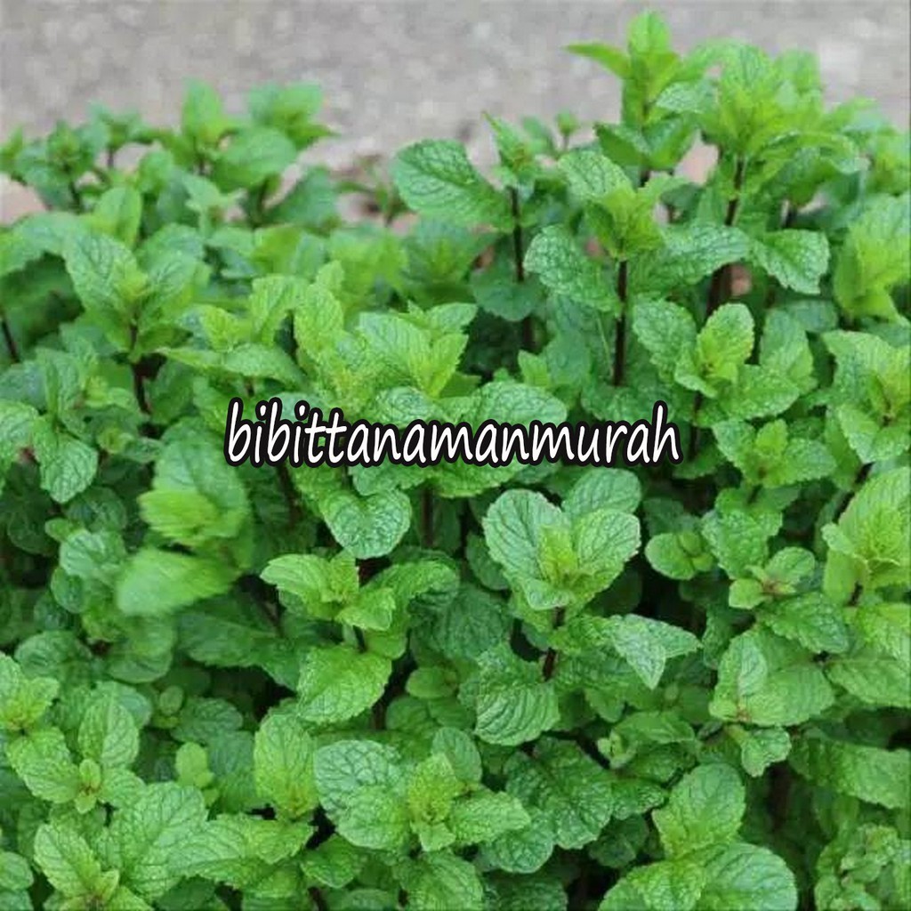 BIBIT MINT SUPER (BELI 5 GRATIS 1)