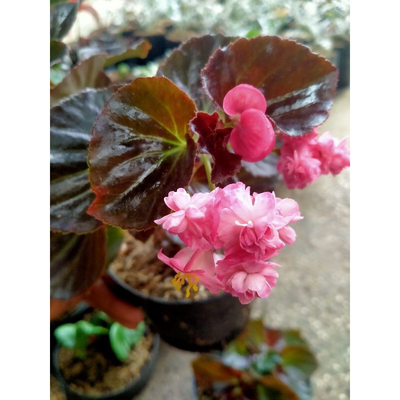 Tanaman begonia Mawar Red (Tumpuk)
