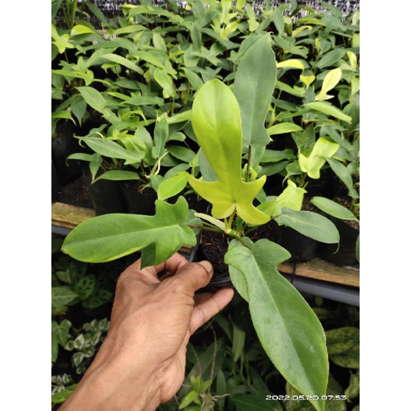 philodendron florida ghost mint