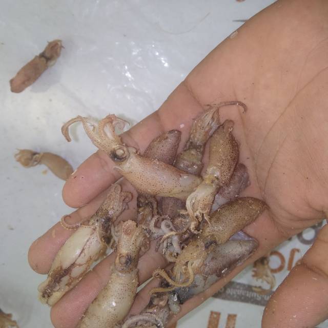 

CUMI BALITA TAWAR UK 3-4 cm isi 250 GR