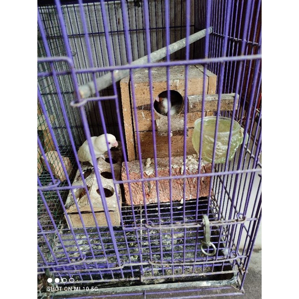 Vitamin Baby Lovebird Albino mm mata merah 2ekor