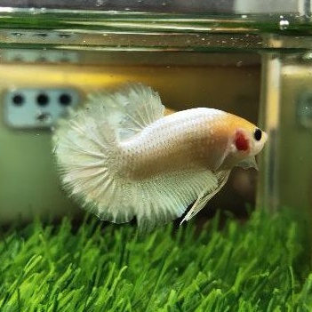 ikan cupang yellow fccp