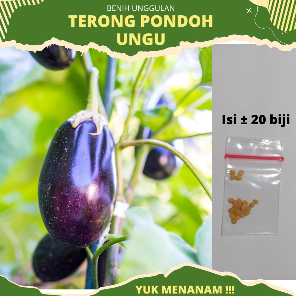 20 -  Biji Terong Pondoh Ungu BONDAN - Bintang Asia