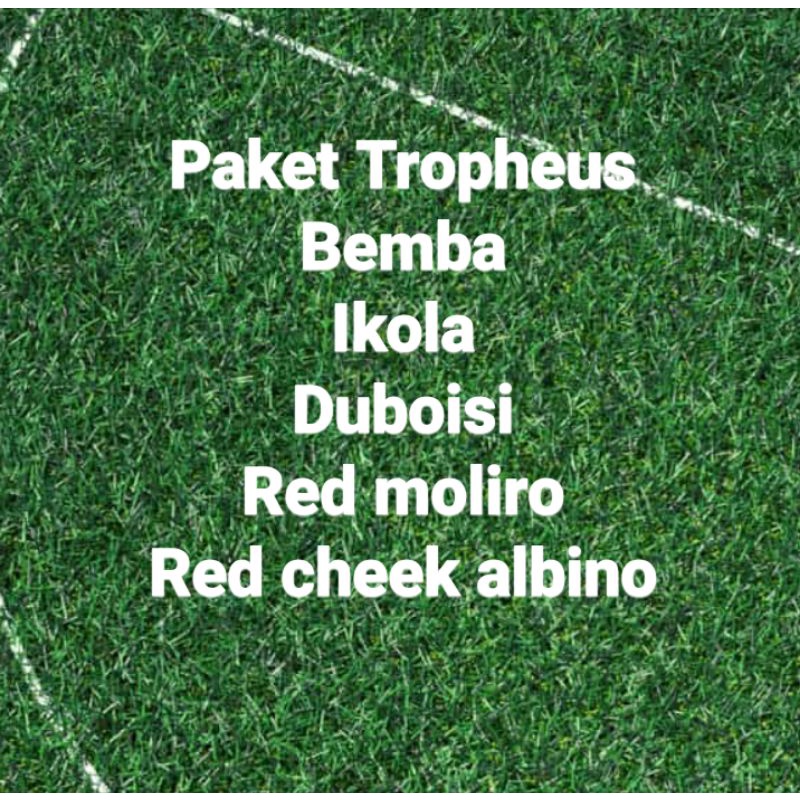 paket tropheus (d'children cichlid)