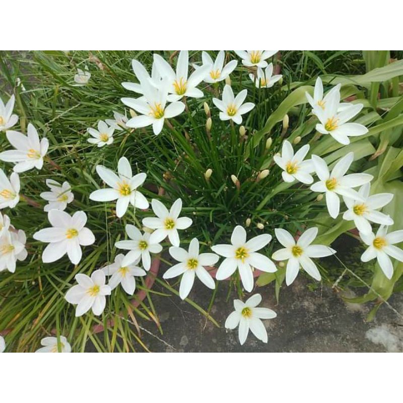 tanaman hias rain lily putih kuning