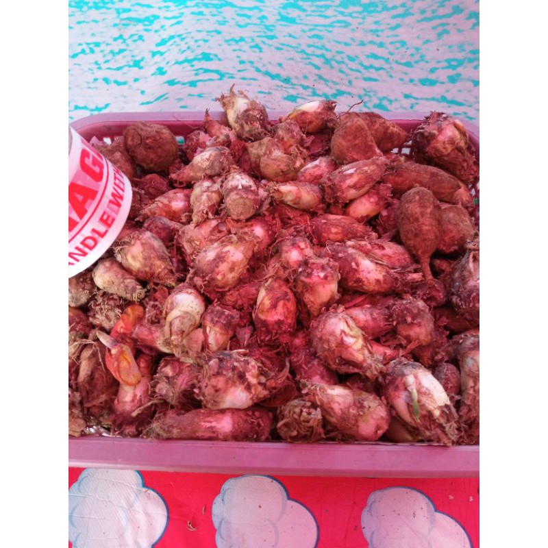 umbi bunga sedap malam