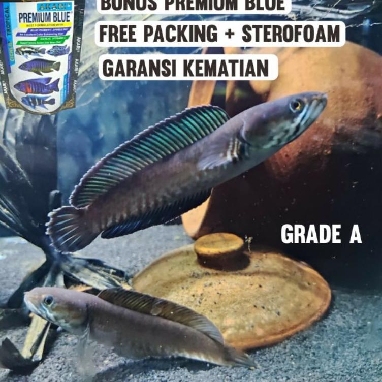 [PROMO TWP45] channa andrao 5cm-6cm grade A calon gondrong murah free packing dan pelet Murah Banget