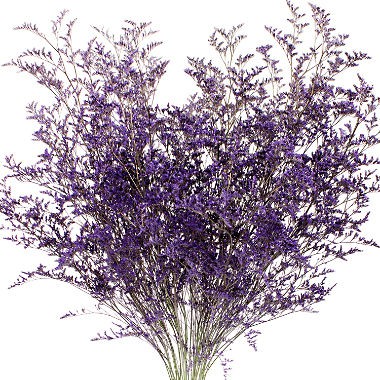 

Jual Limonium Purple import China