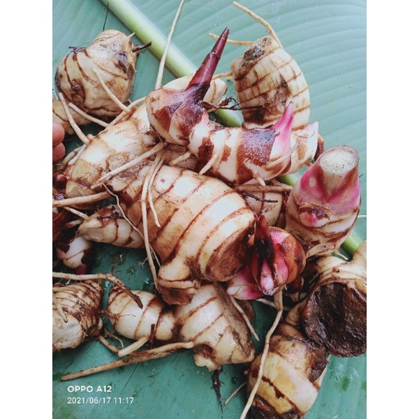 

umbi ganyong merah segar 500 gram
