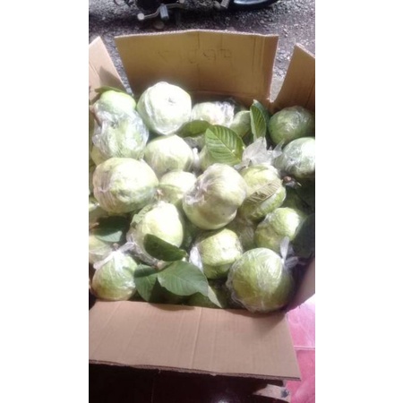 

Jambu kristal 1kg