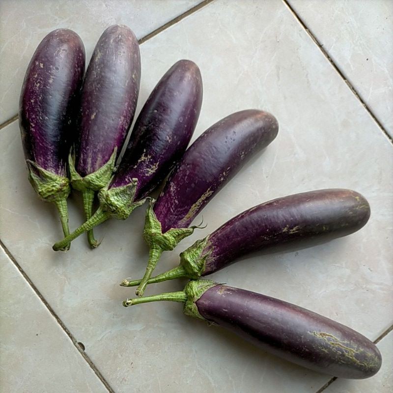 

Terong Sayur