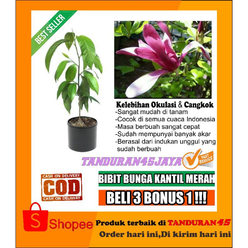 bibit bunga kantil merah