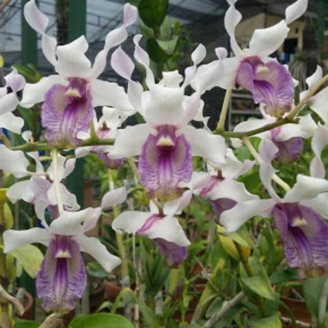 Anggrek dendrobium nindii keki remaja