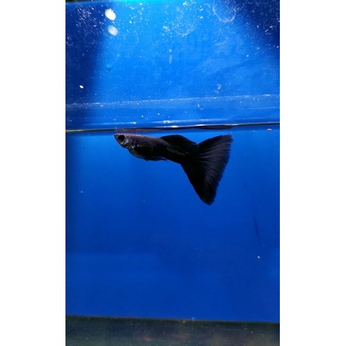 Black Moscow Delta Tail