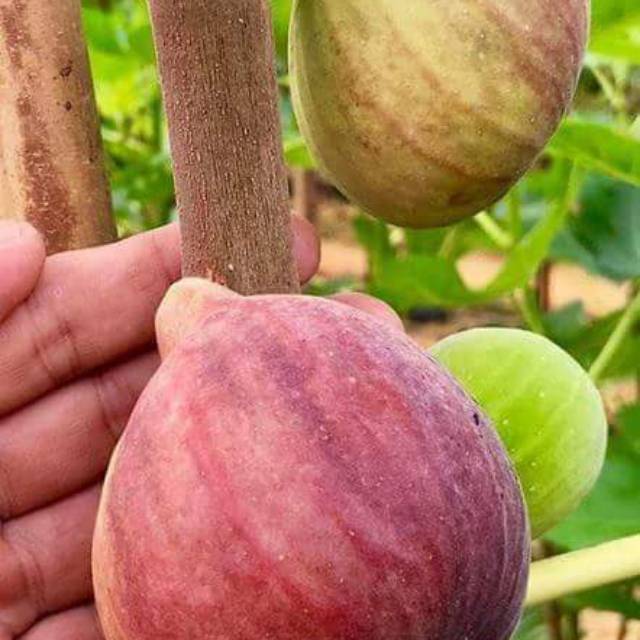 Bibit tin buah merah