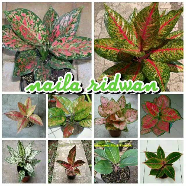 Bunga aglonema 10 jenis