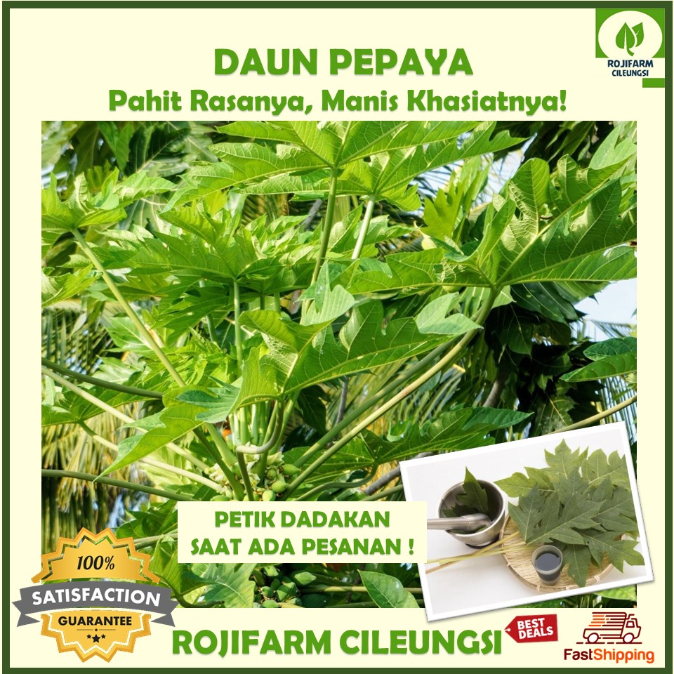 

Daun Pepaya Segar 150 gr