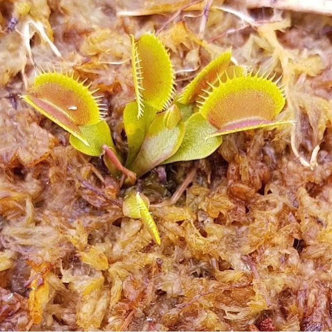 LJT Venus FlyTrap Dewasa (BIG TRAP)