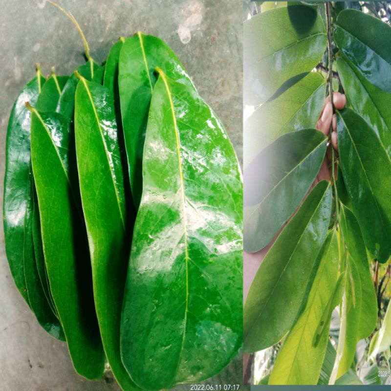 

daun sirsak herbal segar 50 lembar 5000