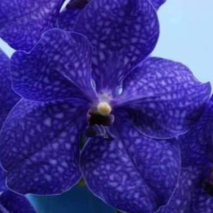 anggrek seedling vanda 5