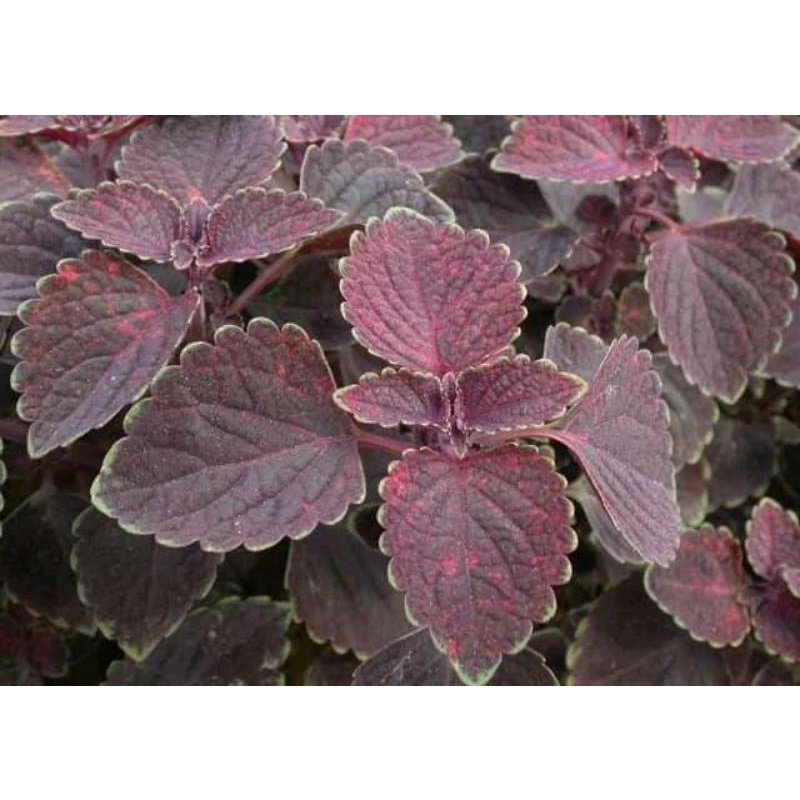 

Daun ileur segar atau jawer kotok ungu per 1 kg