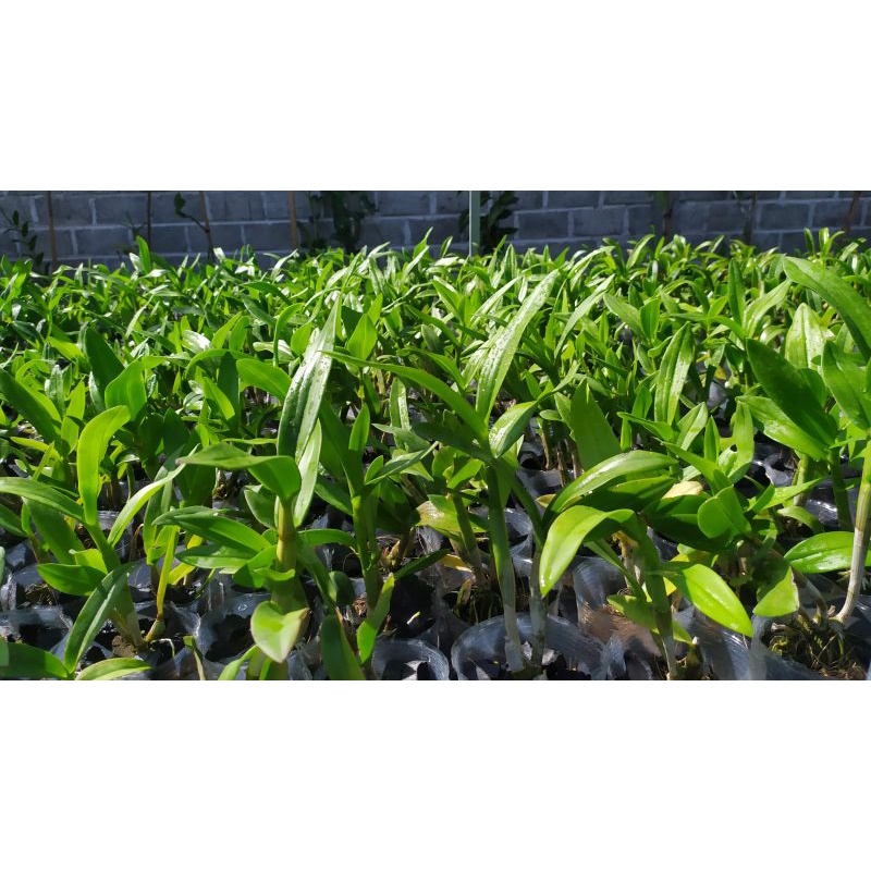 anggrek dendro dewasa sofpot