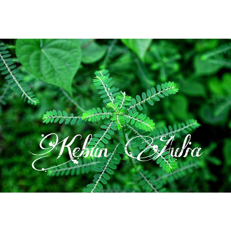 

Daun Meniran segar 1kg murah