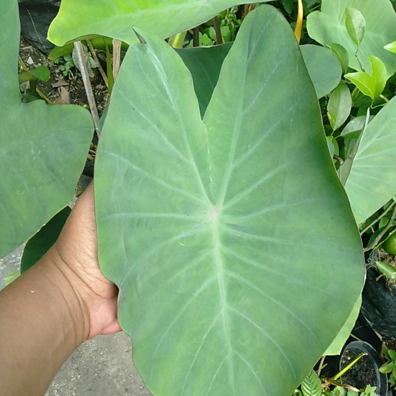 

Daun Talas Keladi petik segar sebanyak 25 Lembar