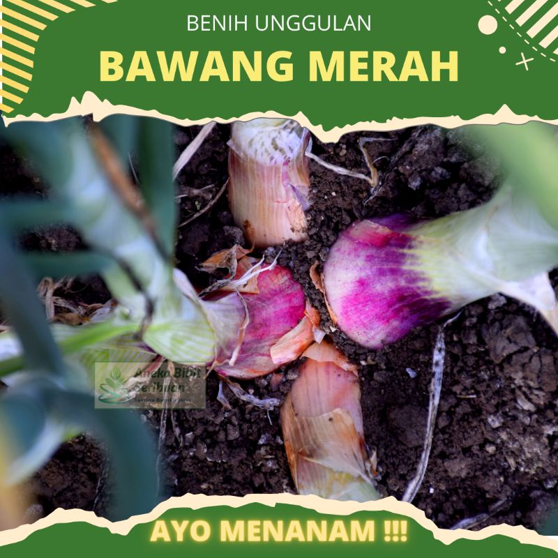 60 biji - Benih bawang merah Lokananta