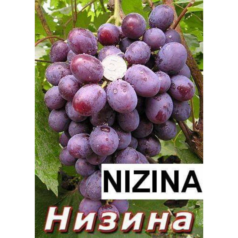bibit anggur import nizina