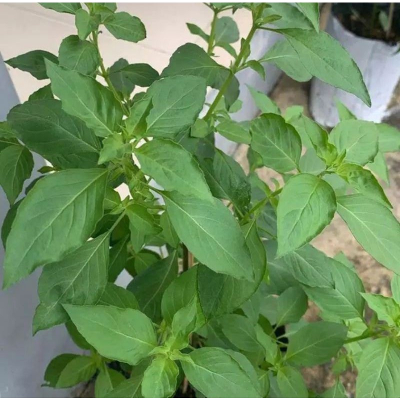 100 biji Daun Kemangi