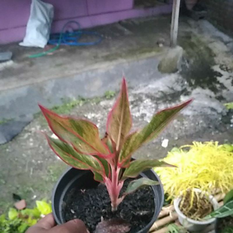aglaonema lipstik