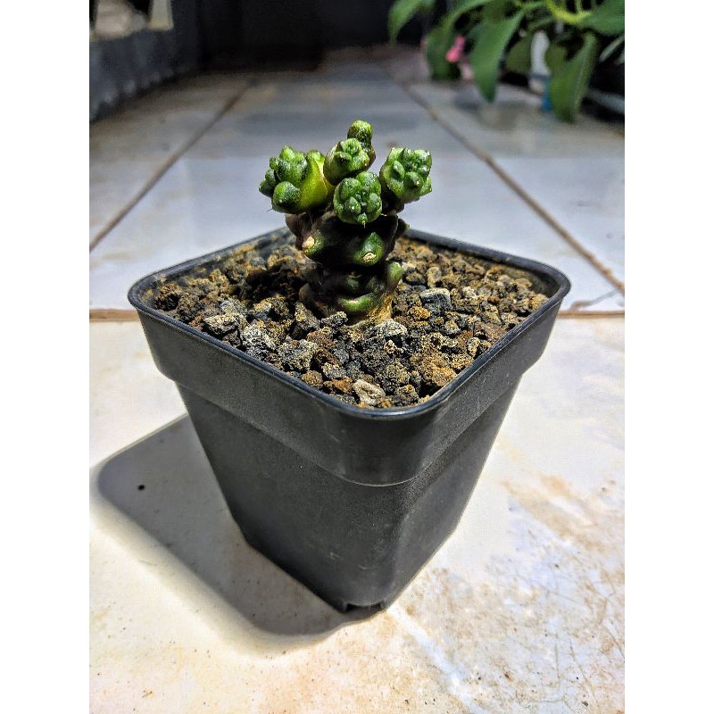 Gymnocalycium Cv. Kikko