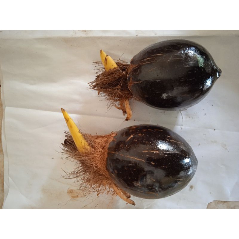 Bahan bonsai kelapa gading kuning